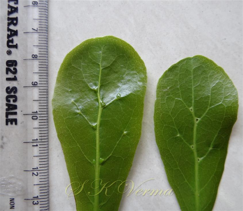  Leaves with adaxial (L) and abaxial (R) view